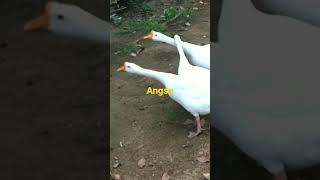 Download lagu Bunyi #angsa #shorts #sounds mp3