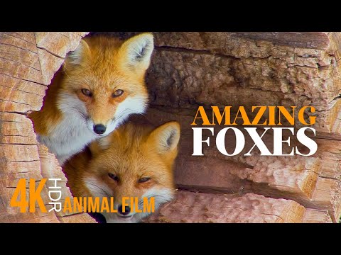 The Secret Life of a Fox Family - 4K HDR Scenic Wildlife Film With Calming Music, Animal Screensaver