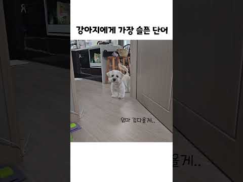 강아지가 가장 싫어 하는 단어