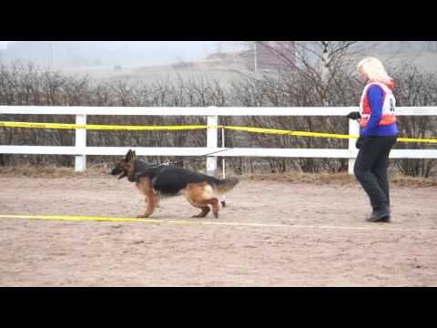 Talantel Anabel V1 (working class femals)