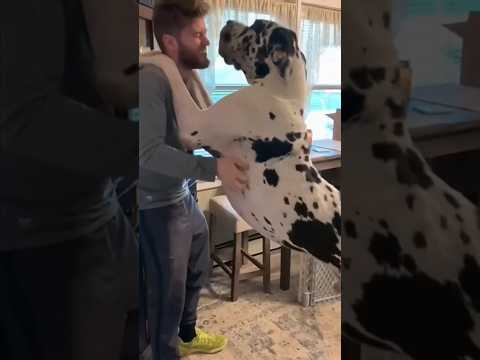 Dogs being idiots part 172: Great Dane  🤣🐕 #funnydog #funnypet #cutedog #dog #pets #shorts