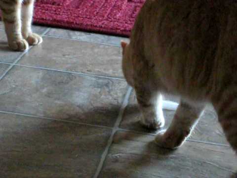 jameson & dexter vs. the ice cube 1