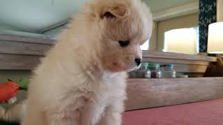 Video preview image #1 Pomsky Puppy For Sale in RAMSEY, MN, USA