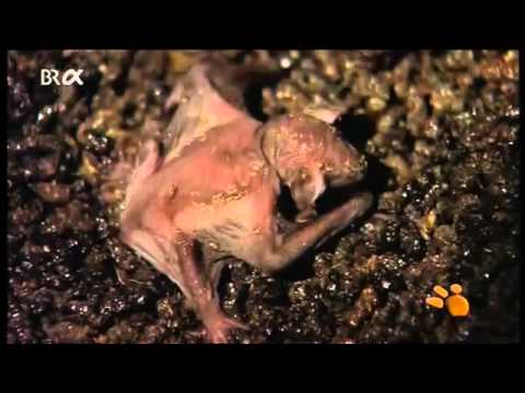 Felix und die wilden Tiere - Folge 40 - Nachts, wenn die Fledermäuse fliegen Teil 1