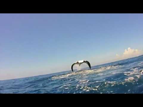 Manta Ray Breaching