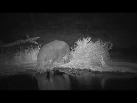 Djuma: Hippo with healing leg arrives - 00:18 - 08/09/19