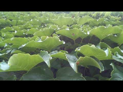 Parthenocissus tricuspidata