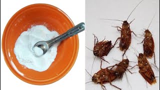 How To Get Rid of All Cockroaches In Your Home Fast & Permanently!