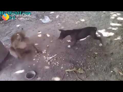 $$The Best status &*of WhatsApp $$$(62)