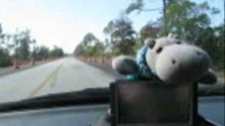 preview picture of video 'Hippo rides in my car near Anguilla, Georgia (On the 99)'