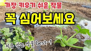 텃밭농사 수확량 많고 가장 키우기 쉬운 작물 주키니호박과 노각오이 심는방법 및 간격 모종 물주는방법