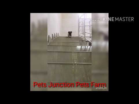 Shaji Pappan Theme Song Dog Version