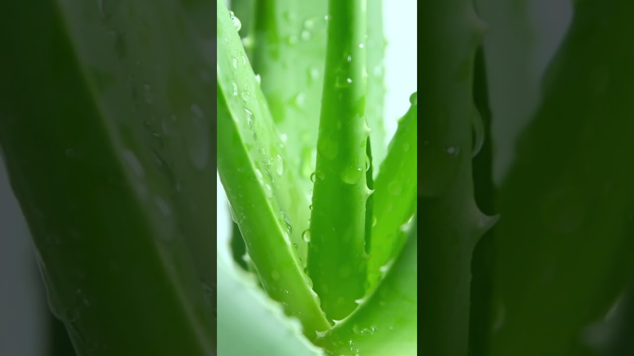 Celery Juice with Aloe Vera Jelly – Pineapple Flavor | A Healthy Refreshing Drink
