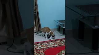 Download lagu Cara kucing berkembang biak mp3