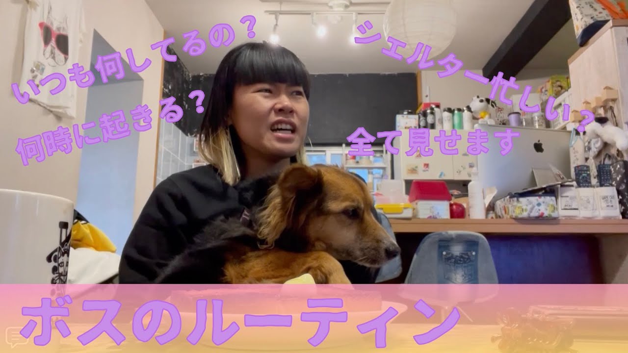 【保護犬】ボスのルーティン！全て見せます！1日の全て