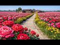 Real Rural China This Hidden Chengdu Village Is Full Of Endless Roses