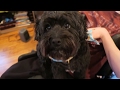 WHAT HAPPENED TO MY DOG