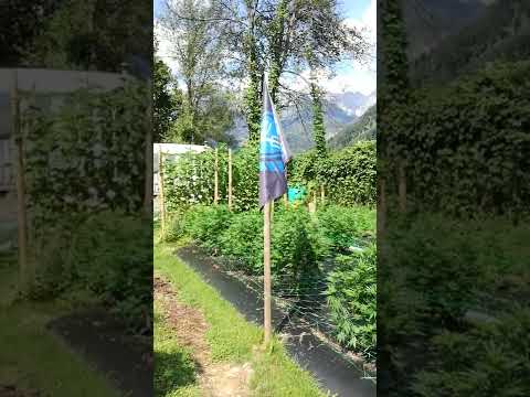 24. Juli 2022 #cbd #hanf #landwirtschaft #österreich @NaturgartenEuring (Farmers Defence Force)