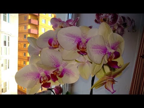 Мои орхидеи!