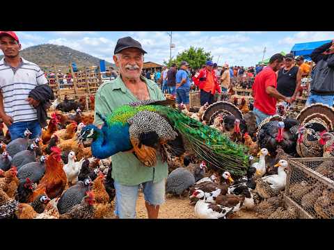 FEIRA DA GALINHA AVES E SUÍNOS DA VILA DO JERIMUM TAQUARITINGA DO NORTE-PE 18-10-2026 
