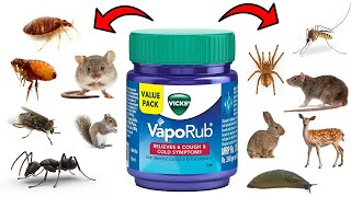 How to Get Rid of Pests with Vicks Vaporub - Bedbugs, Mosquitoes, Flies, Ants, Spiders, Mice, Rats..