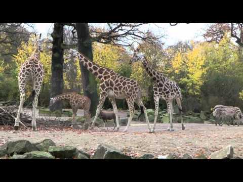 Giraffe langsame Fortbewegung