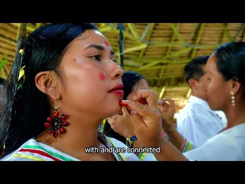 Saving four Amazonian cultures through education