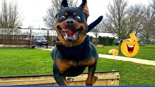 Super Funny Dog Video Clips  😹🐶 The Funniest Cat & Dog Moments Compilation 😁 gameplay video by CPADS, 69:19 duration