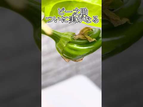 ピーマンを好む: これが強い植物を作る方法です 植物