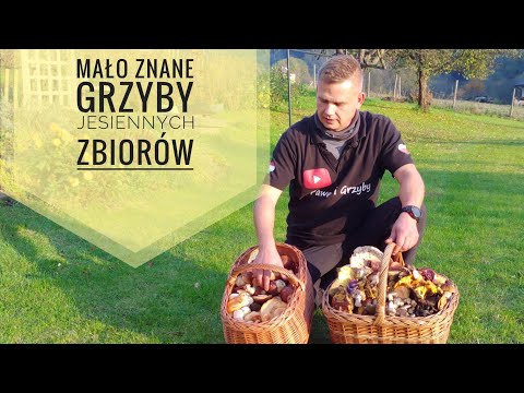 Jesienne zbiory ciekawych grzybow.