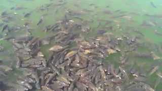 preview picture of video 'Fishes at Manesar lake'