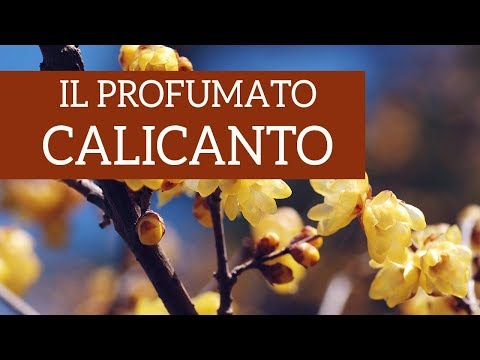 Calicanto, the best scent of winter