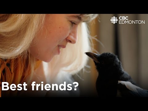 Lots of people hate magpies, this TikTok-famous bird is changing that.
