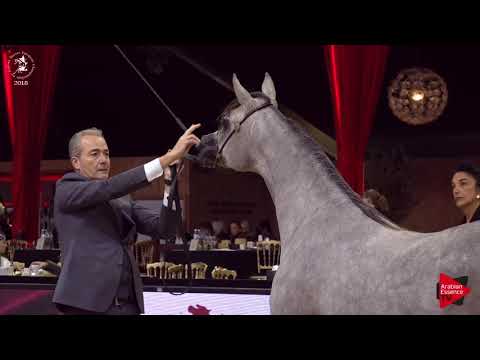 N.36 POSEIDON KA - Lier 2018 - Yearling Colts (Class 2B)