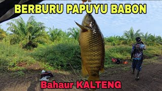 Download lagu FISHING TO BAHAUR AGAIN LOOKING FOR PAPUYU BABON (26/08/2025) #sebangau #papuyu #central Kalimant... mp3