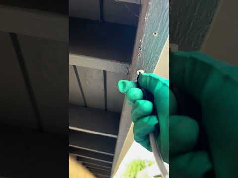 Drill and treat for drywood termites with premise foam BugProINC.com #termitecontrol #pestcontrol