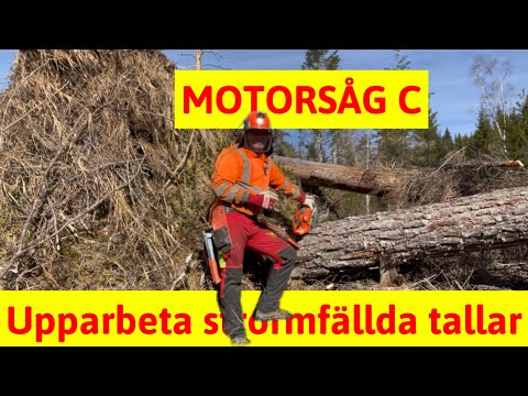 Sågar loss och apterar stormfällda frötallar. Visar stormkapet. Motorsåg C