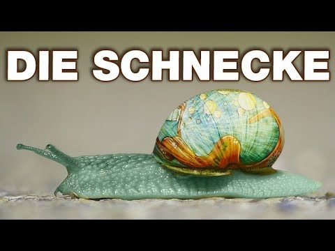 Die Schnecke - Anatomie und Biologie | Alternative Fakten fürs Referat | Parodie