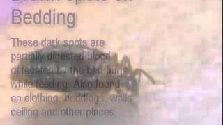Bed Bugs Manhattan | Bed Bugs in Manhattan New York bedbug problem NY