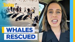 Beachgoers save over 100 whales in Western Australia | Today Show Australia