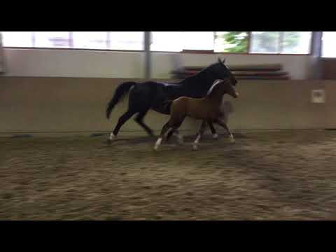 *SOLD*Hengstfohlen von Zoom