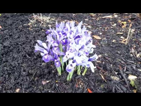 download lagu mp3 mp4 Miniature Tall Bearded Iris, download lagu Miniature Tall Bearded Iris gratis, unduh video klip Miniature Tall Bearded Iris