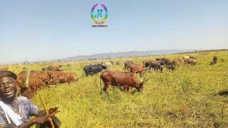 JILEKA MAPANDA LIMBU LUCHAGULA Official video 2026