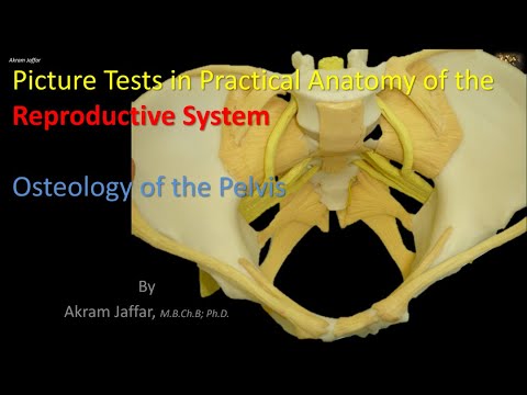 Picture tests in the anatomy of the reproductive system - osteology
