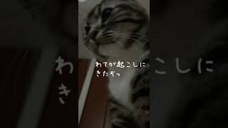 ＃Shorts 野獣の様な爆音ゴロゴロで起こしてくれる猫 Munchkin cat