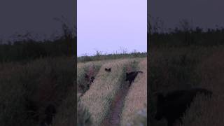 🐗 Sauen im Weizen  - Jagdkrone #jagd #hunting #weizenschweine #sauen #wildschweine