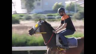 Download lagu RACEHORSES TRAINING #HORSERIDING NICOSIA RACE CLUB CYPRUS 2022 mp3