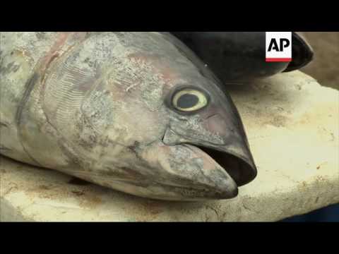 El Nino brings ocean species into Peru coasts