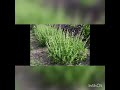 Maajabu Ya Kifumbasi Basil Kutoa Nuksi Kuleta Mvuto Na Barka