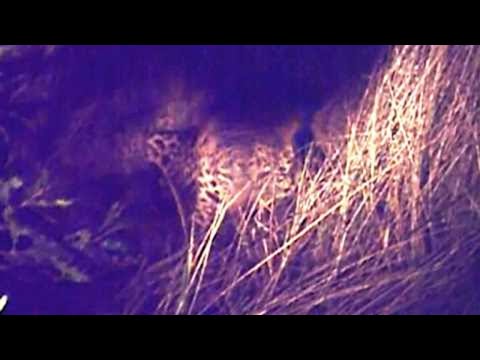 Nighttime Feast: Huge Leopard Devouring Smelly Baboon